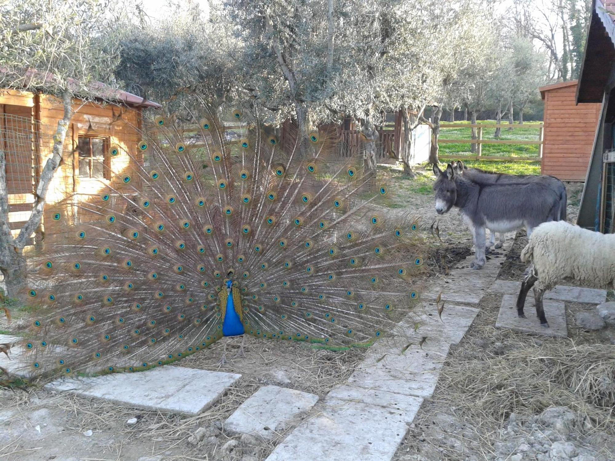 Garden Village סאן מרינו מראה חיצוני תמונה